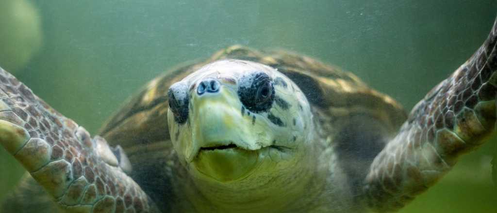 El tortugo Jorge llegó a Uruguay: qué preocupa a las biólogas que lo siguen