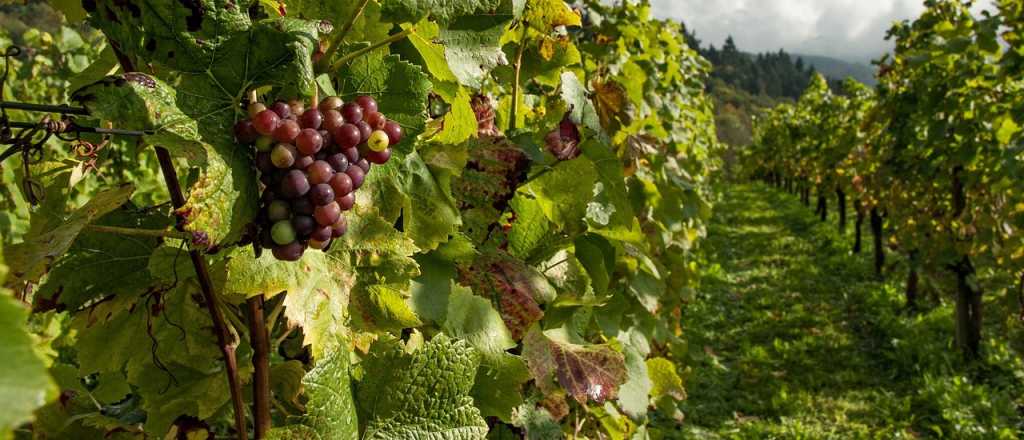 Los 5 vi&ntilde;edos destacados de Mendoza