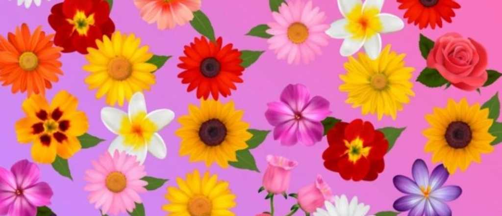 Acertijo visual: &iquest;pod&eacute;s encontrar a la flor sin pareja en 5 segundos?