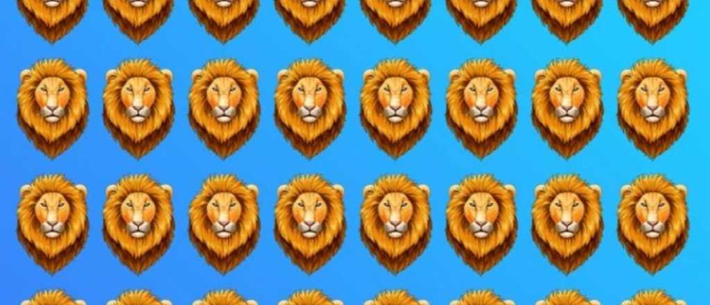 Acertijo visual: ¿podés encontrar al león diferente en cuestión de segundos?