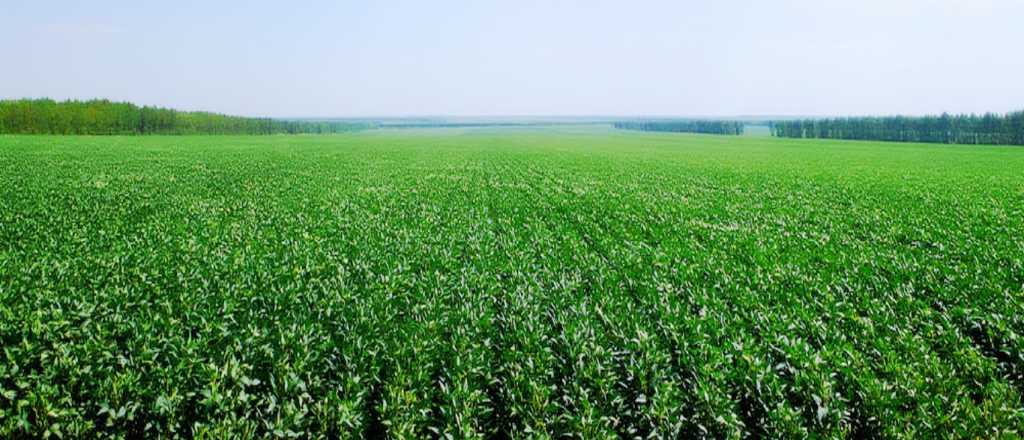 Vendimia ácida: el campo se organiza contra la política