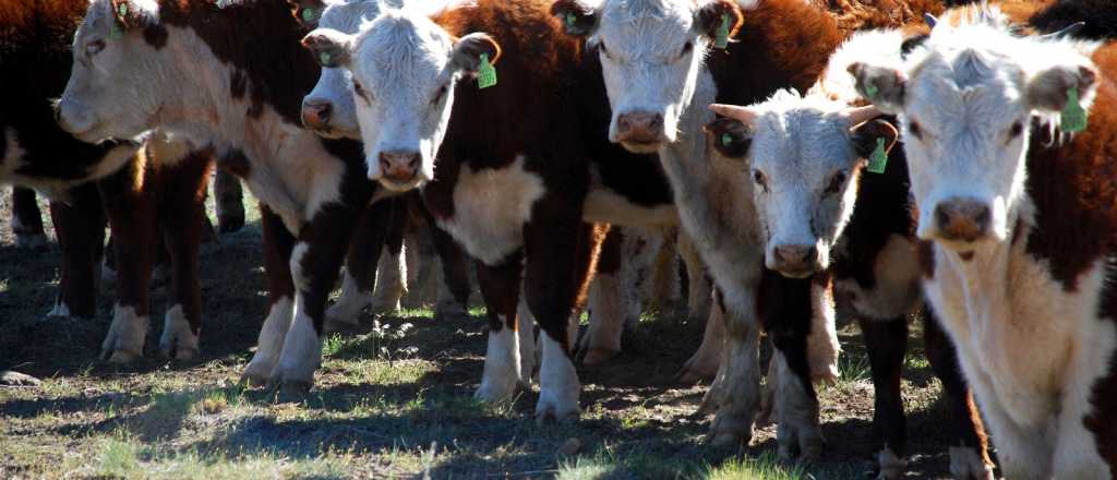 Crece la actividad ganadera bovina en Mendoza
