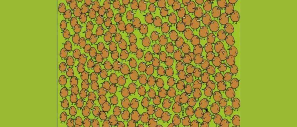 Acertijo visual: &iquest;pod&eacute;s encontrar en segundos a los cuatro kiwis ocultos?