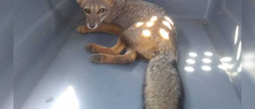 Rescataron a un zorro herido en Ciudad