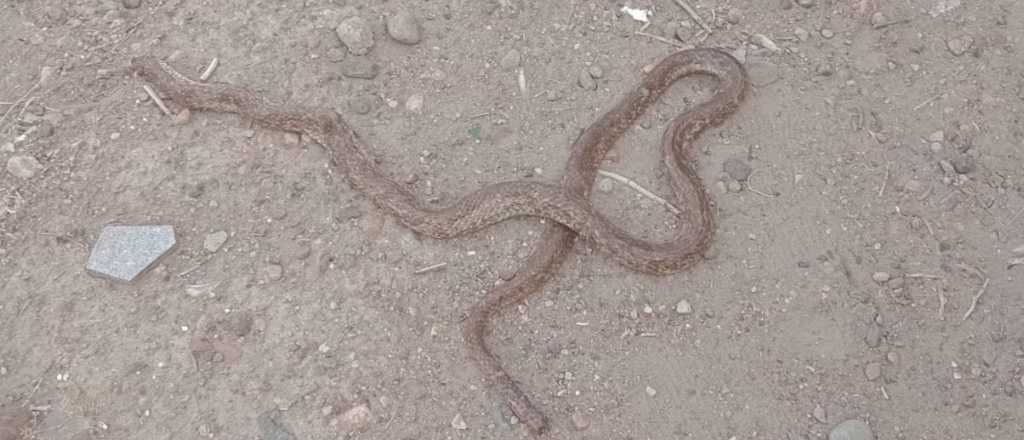 Susto: hallaron una serpiente a metros de una escuela en Palmira