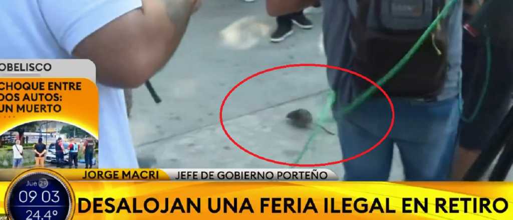 Video: una rata atacó a Jorge Macri en una entrevista