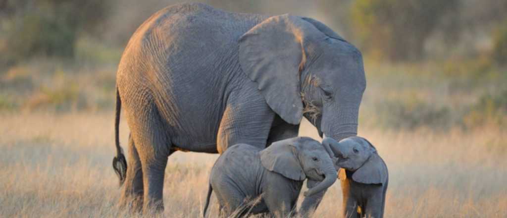 Dolor: elefantes entierran a sus crías y lloran ruidosamente la pérdida