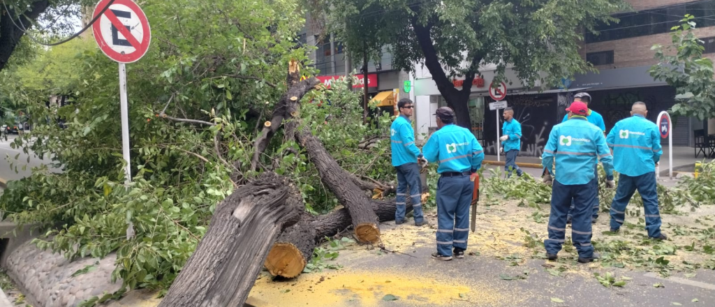 A poco de comenzar el Carrusel, se cay&oacute; un &aacute;rbol en plena calle Col&oacute;n 