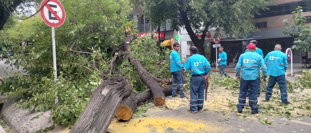 A poco de comenzar el Carrusel, se cayó un árbol en plena calle Colón 