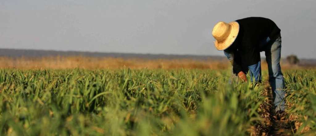 Trabajadores del ajo y la cebolla de Mendoza cobrar&aacute;n $17.000 por d&iacute;a