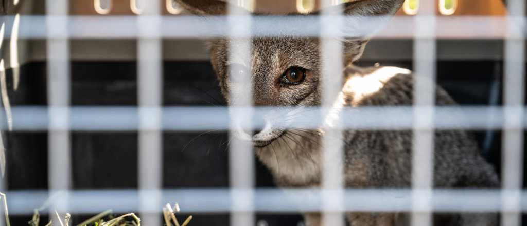 Liberaron en su hábitat un zorro gris que se recuperó en el Ecoparque