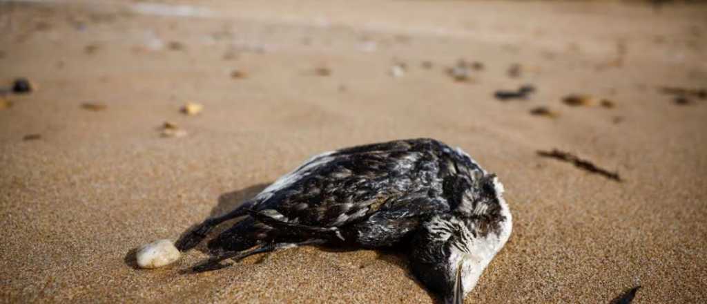 Aparecieron aves muertas en playas de Francia por hambre y contaminación