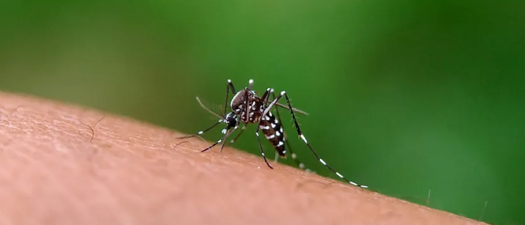 En Mendoza hay 550 casos confirmados de dengue
