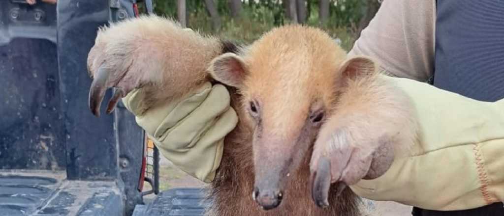 El osito hormiguero encontrado en Jun&iacute;n est&aacute; en cuarentena en el Ecoparque