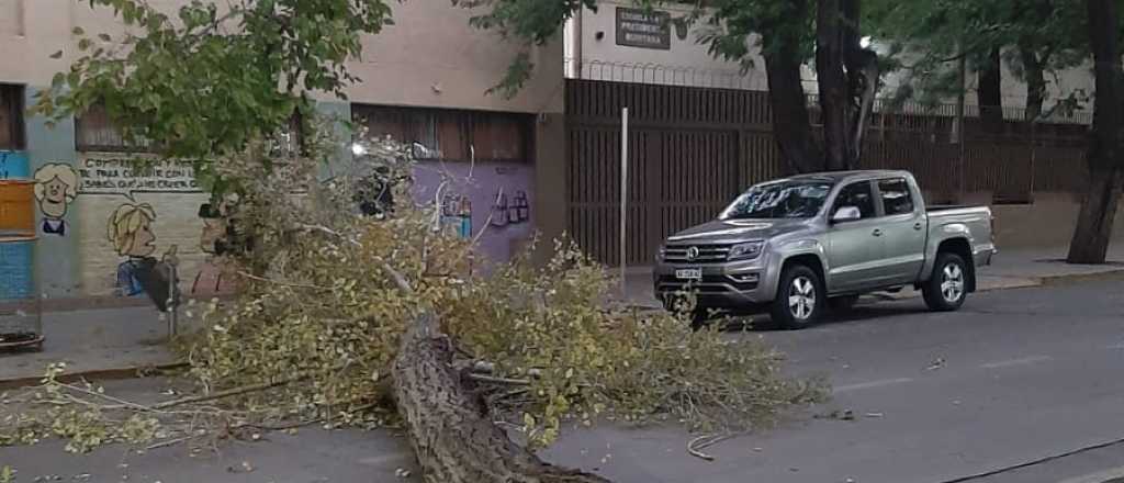 Un árbol cayó en la puerta de una escuela en pleno centro de Mendoza