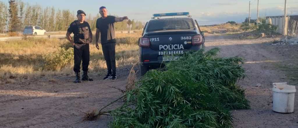 Secuestraron 49 plantas de marihuana en el Valle de Uco