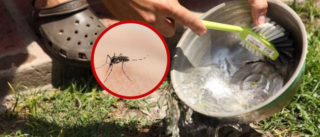 El Conicet advierte que el mosquito del dengue sobrevive bajo el agua