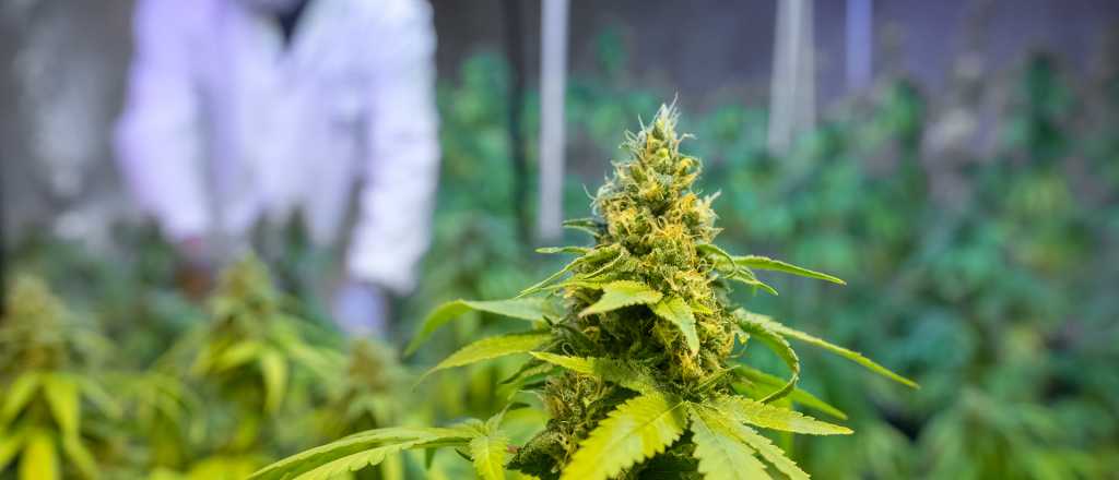 De qué se trata la carrera de "Cultivo de Cannabis" que se dicta en Mendoza