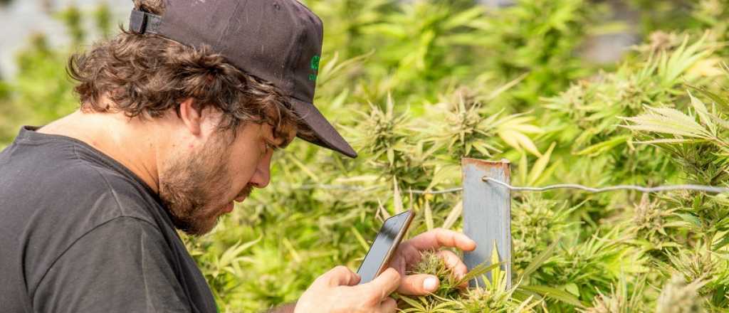 Mendoza tendrá su primera Expo de Cannabis 