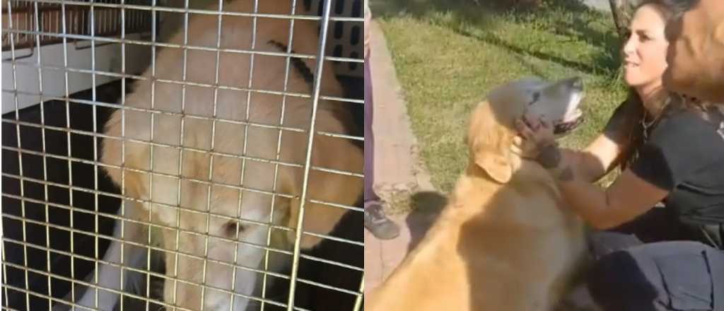 Video: una mujer pidió faenar a su perro en una carnicería y la arrestaron