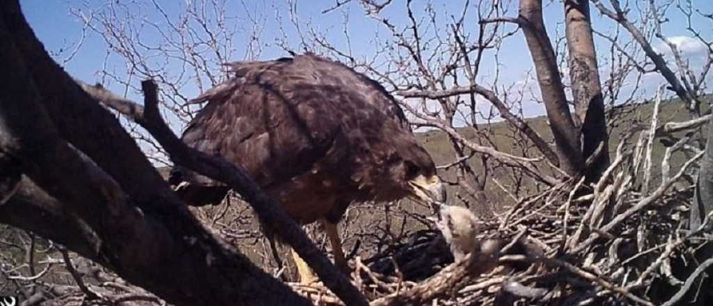 Nació un pichón de águila coronada en Mendoza