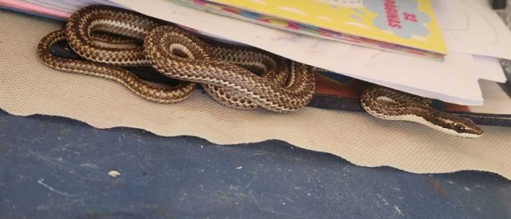Aparición de serpientes en Mendoza: qué hacer si encontrás una en tu casa
