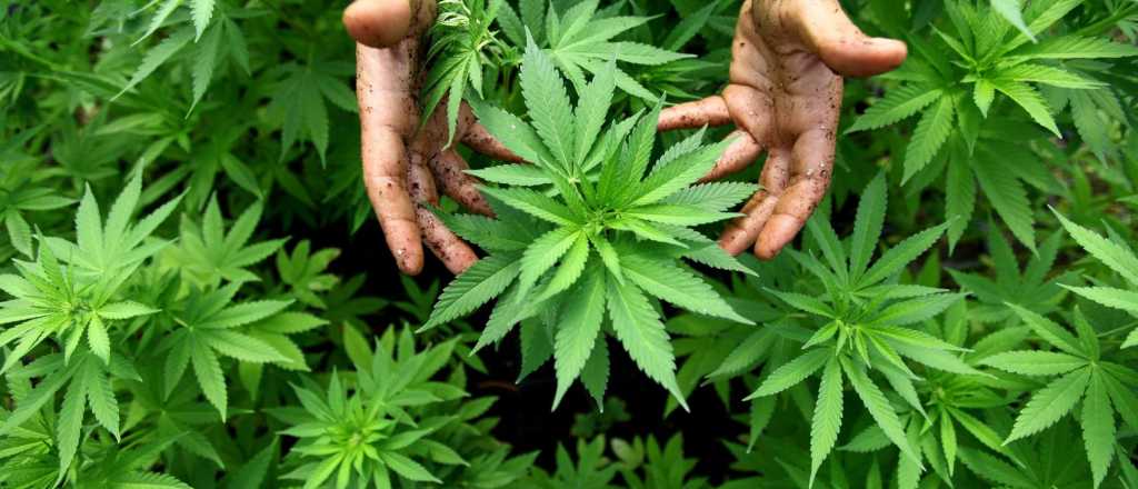 Chubut: autorizan el aceite de cannabis para uso medicinal