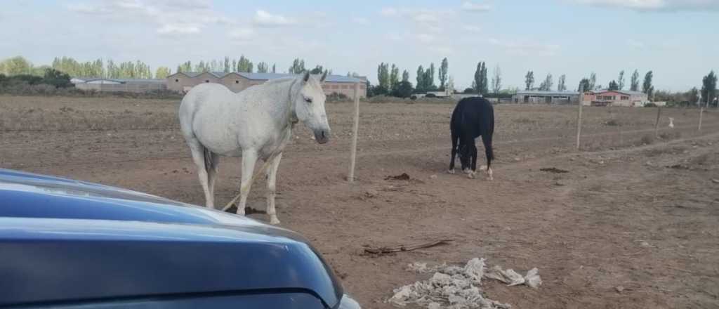 Robaron dos caballos y fueron detenidos en Tupungato