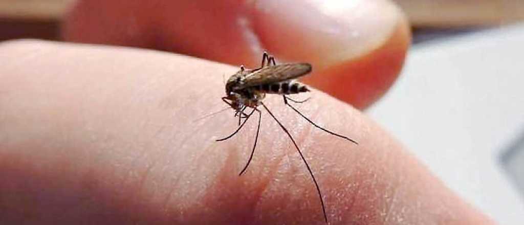 Ascienden a 161 las muertes por dengue en Argentina