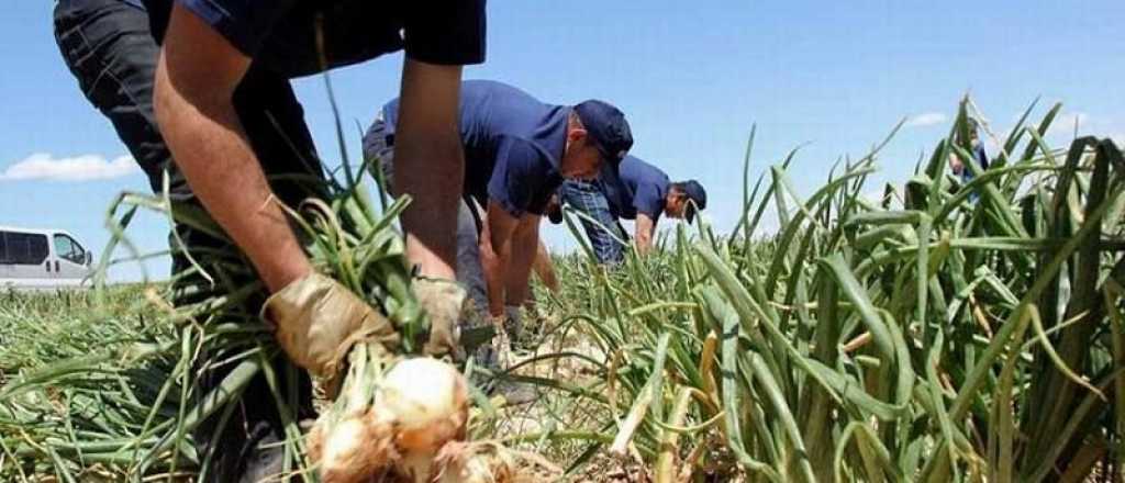 Trabajadores del ajo y la cebolla cobrarán $21 mil por día en Mendoza