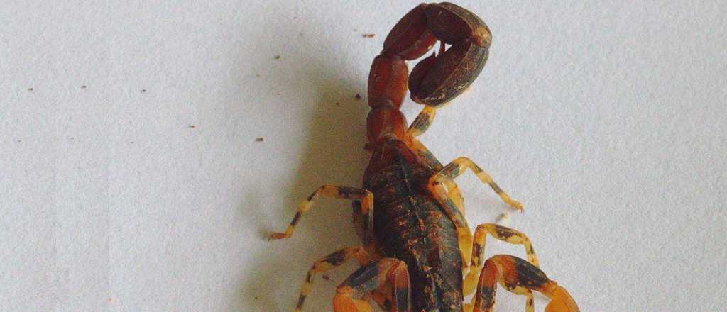 Encontraron en Mendoza una rara especie de escorpión