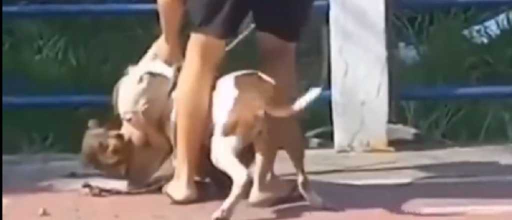 Video: un pitbull sin bozal atacó a otro perro