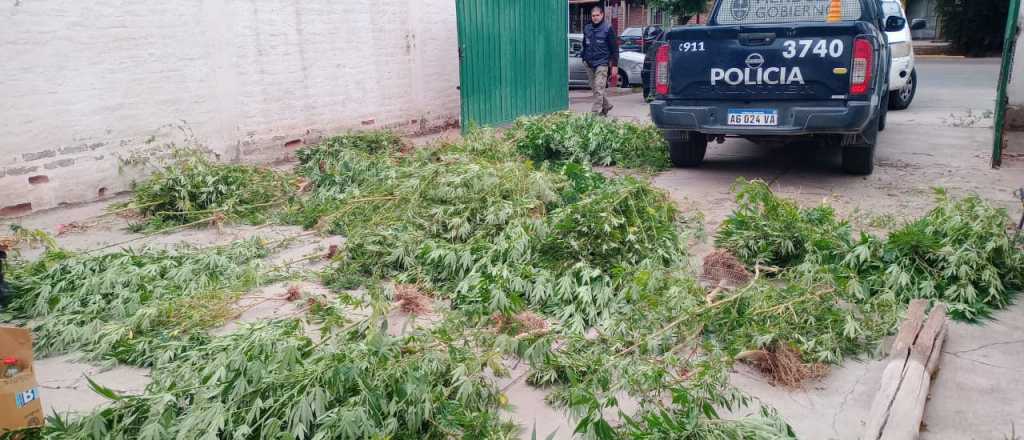 Video: as&iacute; desmantelaron un vivero de cannabis sativa en Las Heras
