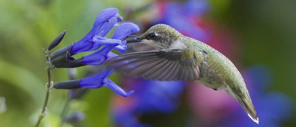 Qu&eacute; significa encontrar un colibr&iacute; en tu jard&iacute;n