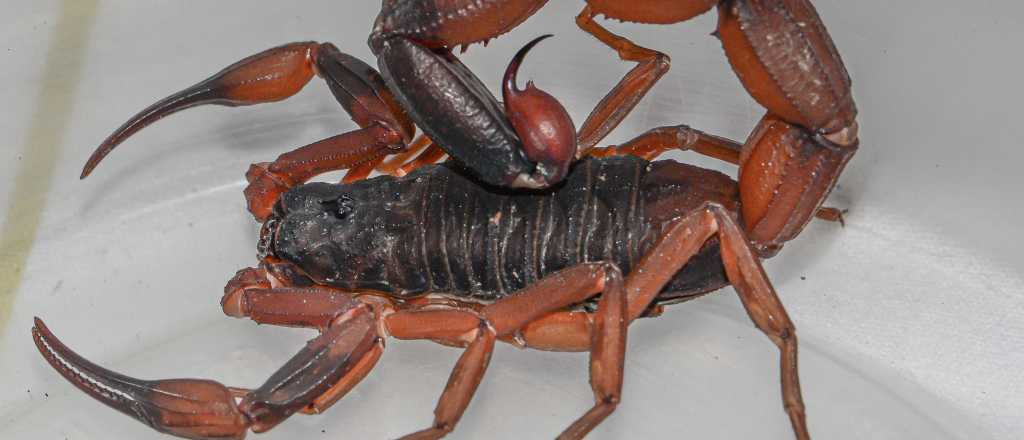 Escorpión venenoso hallado en San Rafael: qué dicen los especialistas