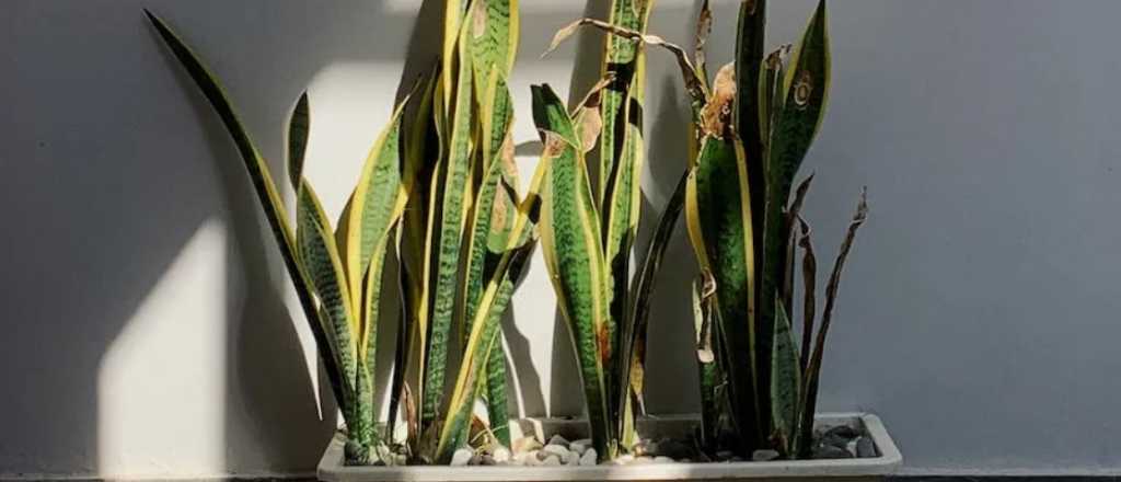 D&oacute;nde colocar la lengua de suegra para atraer la buena fortuna