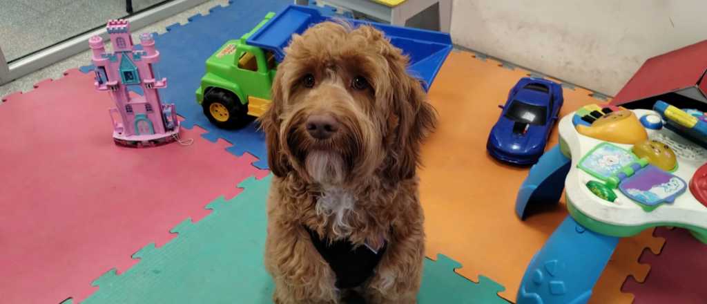 Investigan contratos de adiestradoras de perros del Ministerio P&uacute;blico Fiscal