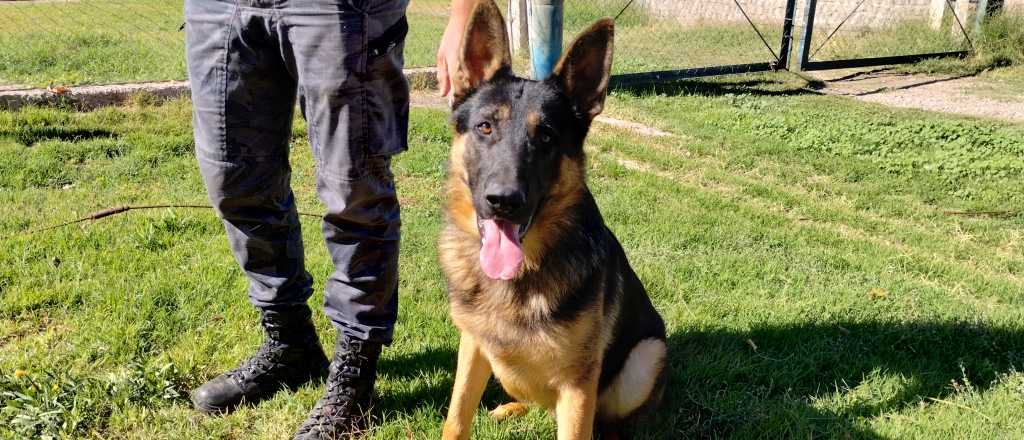 H&eacute;roes de cuatro patas: el invaluable servicio de los perros polic&iacute;as