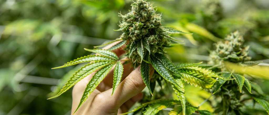 Reprocann: qu&eacute; es y para qu&eacute; sirve