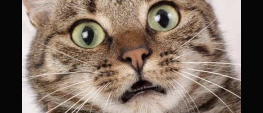 Los sonidos que los gatos aman escuchar