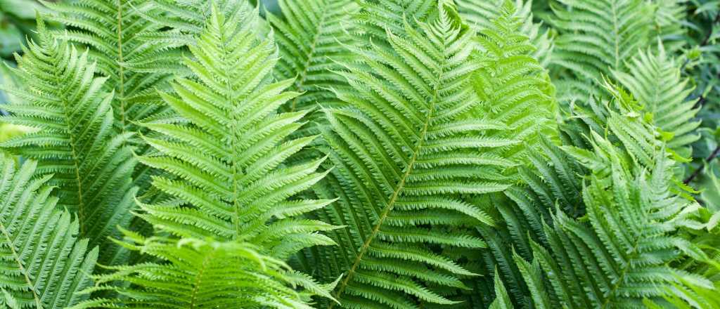 Cuál es el mejor lugar para poner un helecho en tu jardín