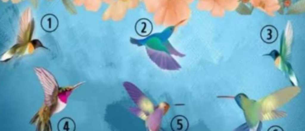 Test de personalidad: elegí un colibrí y conoce cómo es tu personalidad