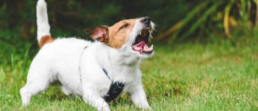 Por qué los perros le ladran a algunas personas
