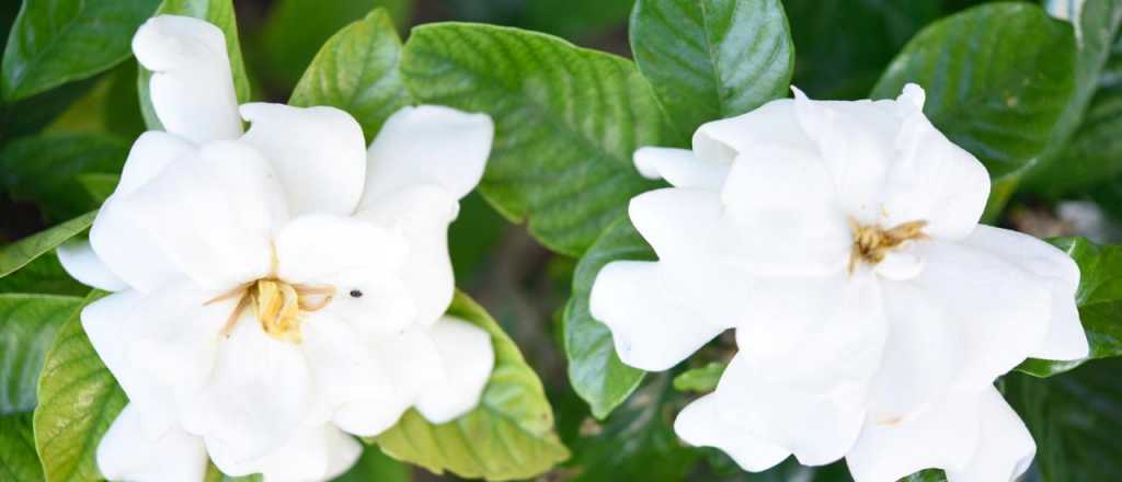 Los cuidados necesarios para que tu jazmín del cabo tenga buena floración