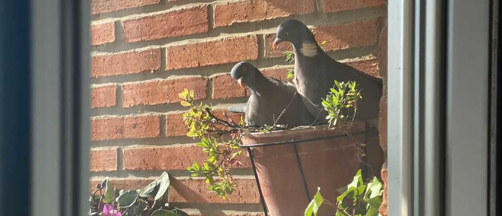 Cómo erradicar las palomas del balcón