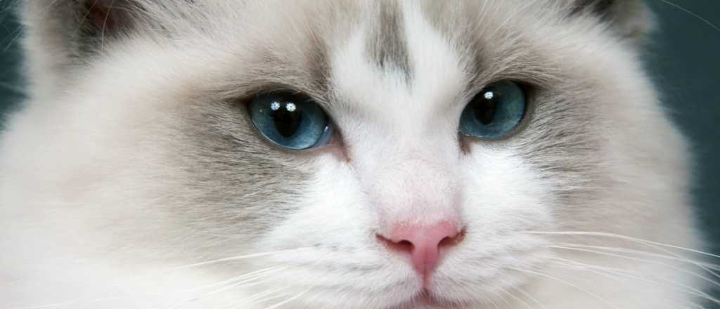 Las cinco razas de gatos que m&aacute;s a&ntilde;os viven