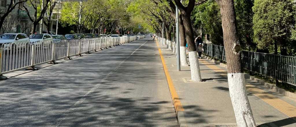 Árboles de blanco: la razón por la que se pintan los troncos