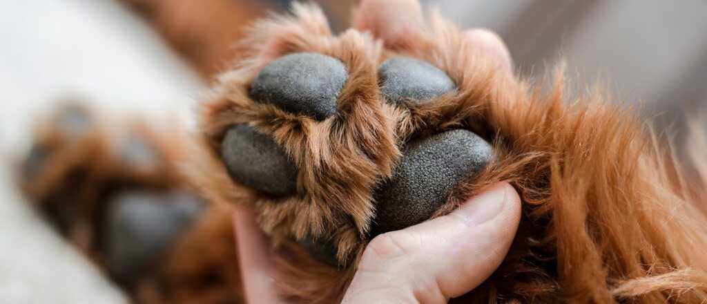 Abrió a su perra preñada con una cuchilla y la asesinó