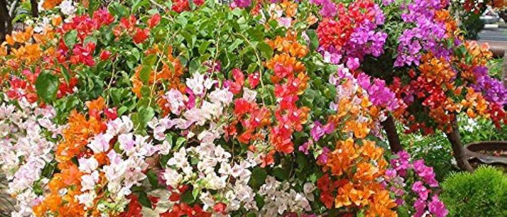 Cómo cuidar una bungavilla