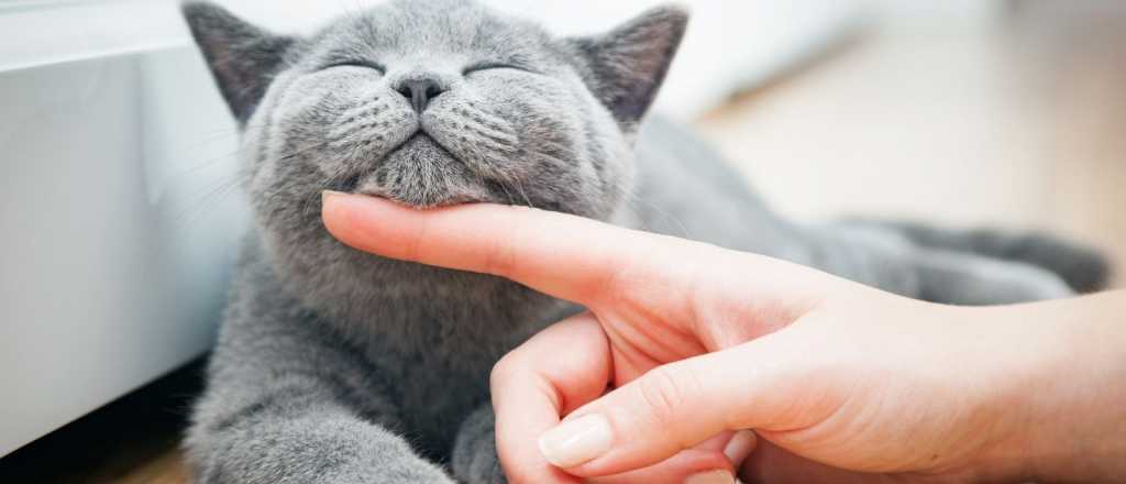 Test de personalidad: &iquest;cu&aacute;l es el gato que m&aacute;s llama tu atenci&oacute;n?